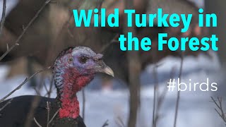 Wild Turkey Meleagris gallopavo  Preening and Foraging [upl. by Edgell]