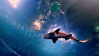 Poema del Mar Aquarium  GRAN CANARIA Full tour 4k [upl. by Beyer]