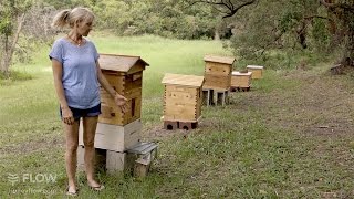 Beginner Beekeeping Ep 1  The difference between a Flow™ Hive and a Langstroth hive [upl. by Grunberg]