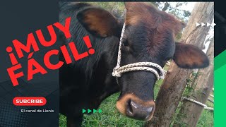 ¿Como hacer un cabestro o cabezal con paseador sencillo y practico paso a paso halters [upl. by Kaja]