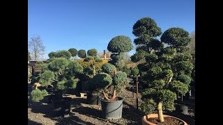 Ilex Crenata ‘Kimne’ Bonsai [upl. by Pardo]