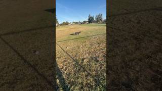 Doberman Pinscher playing fetch dog dogs puppy puppies doberman dobermanpinscher fetch [upl. by Scherman]