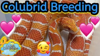 Snake Breeding 2024 Cornsnakes [upl. by Haag]