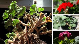 Overwintering Geraniums [upl. by Yraunaj407]