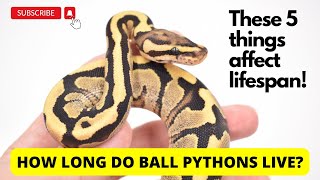 How long do Ball Pythons live Pay attention to these 5 factors for a longlived snake [upl. by Mor]