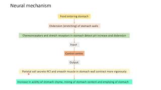 Phases of digestiondigestivesystem [upl. by Llerrem]