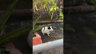 Cute gini pig😍🥰 chinu ytshorts youtubeshorts cute ginipig rabbit animals pets [upl. by Elwee]