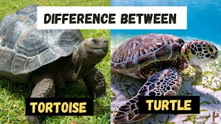 Whats The Similarities and Differences Between a Turtle and a Tortoise  Learning Video [upl. by Yeloc]