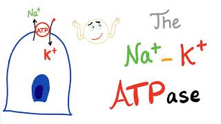 The SodiumPotassium NaK ATPase Pump  Active Transport [upl. by Kessiah845]