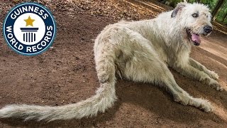 Dog with the longest tail  Guinness World Records [upl. by Akerboom]