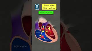 🔥 How to Remember the Heart Valves in 1 MINUTE Anatomy Location Function [upl. by Nnylaj688]