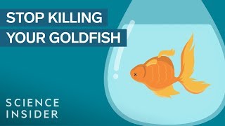 How To Keep Your Goldfish Alive For 15 Years [upl. by Kram305]