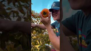 Persimmons picking 2024 [upl. by Lleoj]