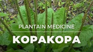 More Magic on Kopakopa Rongoā  Indigenous Plant Medicine [upl. by Mavilia]