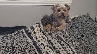 Adorable Rylie amp Hermie🦔 Wakeup yorkies cute Rylie [upl. by Madda]