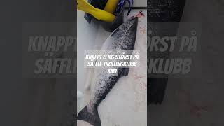 Fishing Sweden  Trolling Vänern Dalbosjön 78kg salmon Team Slom [upl. by Alage]