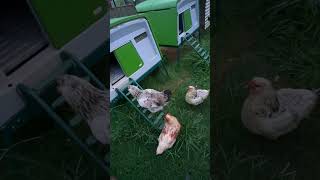 Pecking order at bedtime animalshorts animallover chickens [upl. by Alamac]