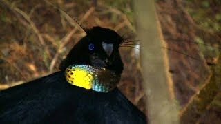 Birds of Paradise Paradiesvögel Burung Cendrawasih Papua Indonesia [upl. by Veradi]