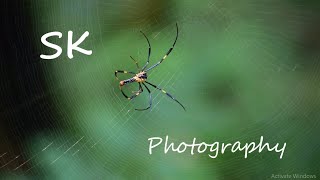 Giant Wood Spider  Nephila Pilipes  Sumeet Karnik [upl. by Wit350]