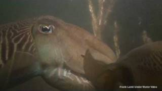 Sepias in Oosterschelde mei 2009  mating cuttlefish May 2009 [upl. by Radley860]