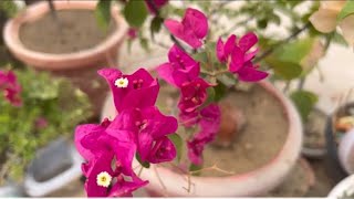 बोगनबेलिया में पूरे साल लगातार आएगा भर कर फूल ।Bougainvillea plant care tips organic compost [upl. by Amador900]