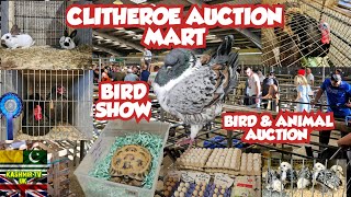 Clitheroe Auction Mart  Bird Show  Bird Show 2024  Parrots  Birds  Pigeons [upl. by Anertak]