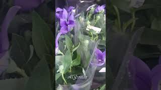 The Platycodon Glandiflorus yt ytshort ytshortvideo ytflower ytplant [upl. by Kreda484]