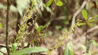 Bulbophyllum gymnopus 20231219 10 43 [upl. by Gamaliel]