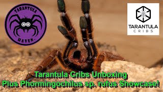 Tarantula Cribs Unboxing plus Phormingochilus sp rufus Showcase [upl. by Geordie]