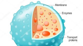 LYSOSOME LECTURE [upl. by Ghassan]