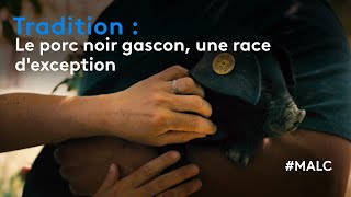 Tradition  le porc noir gascon une race dexception [upl. by Hebbe]