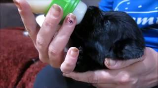 Bottle feeding a 35 week old Newfoundland puppy [upl. by Kaylee]