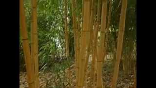 Phyllostachys vivax Aureocaulis [upl. by Einegue530]