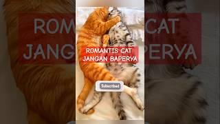 So sweet Cat cute and Funny 💓💓😻😻 shorts cat romantic [upl. by Eevets]