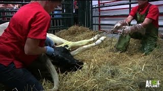 Lucy the Cow Gives Birth to Calf Desi Jr  LaborLive [upl. by Recor]