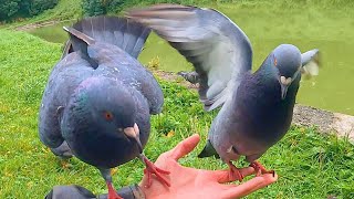 Three Pigeons Fighting on My Hand 4K Pigeon Fight Club [upl. by Nessi]