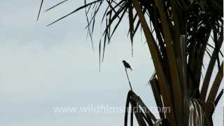 Pied Bush Chat Saxicola caprata in Timor [upl. by Nirat]