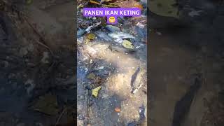 Panen Ikan Keting mancingwaderdispotpinggirjalan spotmancingikanwader [upl. by Keri]