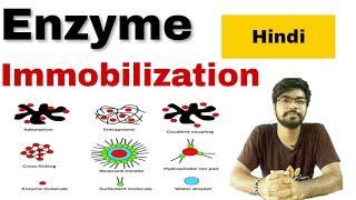 enzyme immobilization in hindi [upl. by Rudyard]