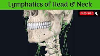 Lymphatics of Head and Neck  Deep Cervical  Outer Circle  Inner Circle  Area of Drainage [upl. by Regor]