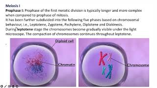 Chapter 10 Cell Cycle and Cell Division Meiosis  Class XI NCERT Hindi Notes and Lecture [upl. by Crespi505]