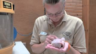 One monthold hyacinth macaw chick handreared at Chester Zoo [upl. by Phoebe]