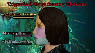 Trigeminal nerve V Cranial Nerve Examination [upl. by Oguh896]