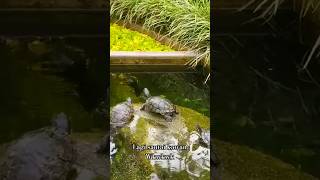 Part 3  Animal Garden di Hotel 5 Star shortvideos turtle animallover [upl. by Ennaxxor]