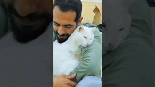 The story of a Cesar Tripod cat that falls in love with a human who saved it from death rescuecat [upl. by Krein]