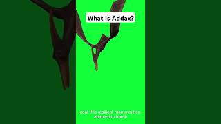 What is Addaxfacts knowledge animals [upl. by Wales]