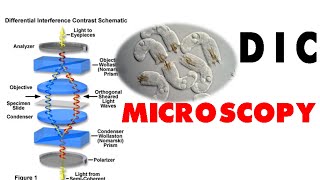 DIC microscopy [upl. by Burack]