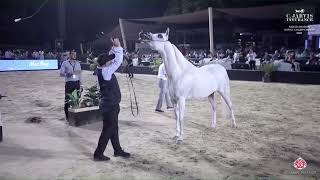 N 106 RODY EL GABRY Rabab Arabian Horse Championship 2024 Mares 4 6 Years Old Section B Class 4B [upl. by Nangatrad781]