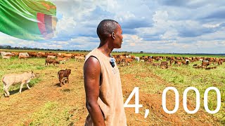 How lm Managing 4000 CATTLE in Zambia as a 26 year Old [upl. by Aoniak]