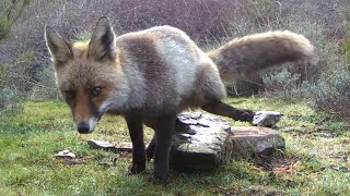 Zorro lisiado Vulpes vulpes marca sobre una roca 464 [upl. by Clippard2]